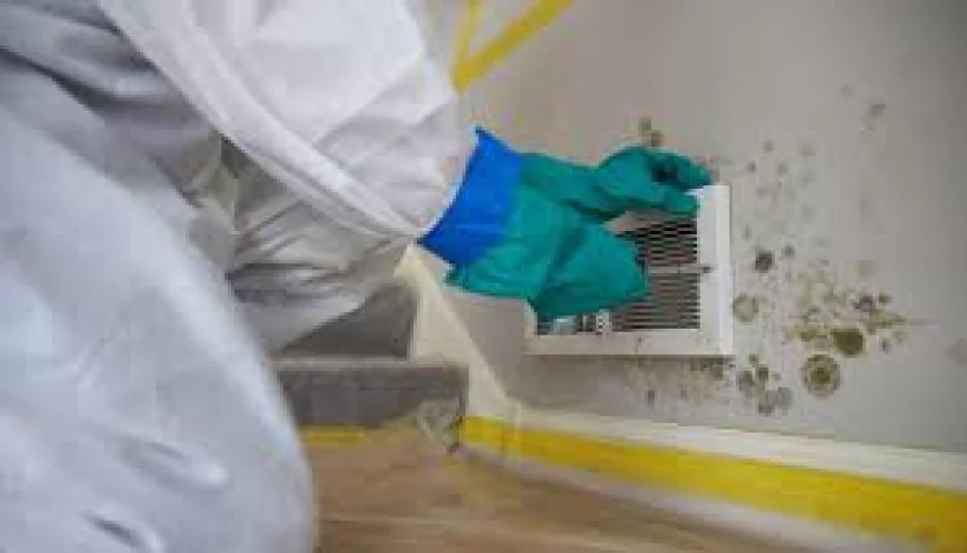 Expert Mold Remediation Services Miami FL | Safe & Affordable.