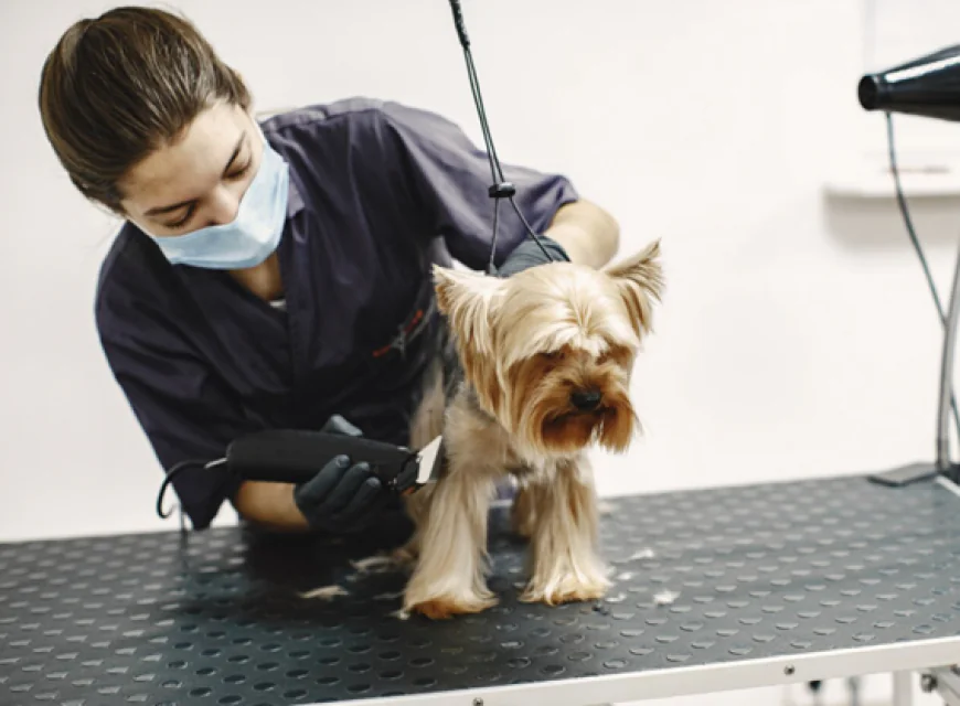 Do You Struggle With Dog Poop Cleanup Every Day? Here’s the Solution!