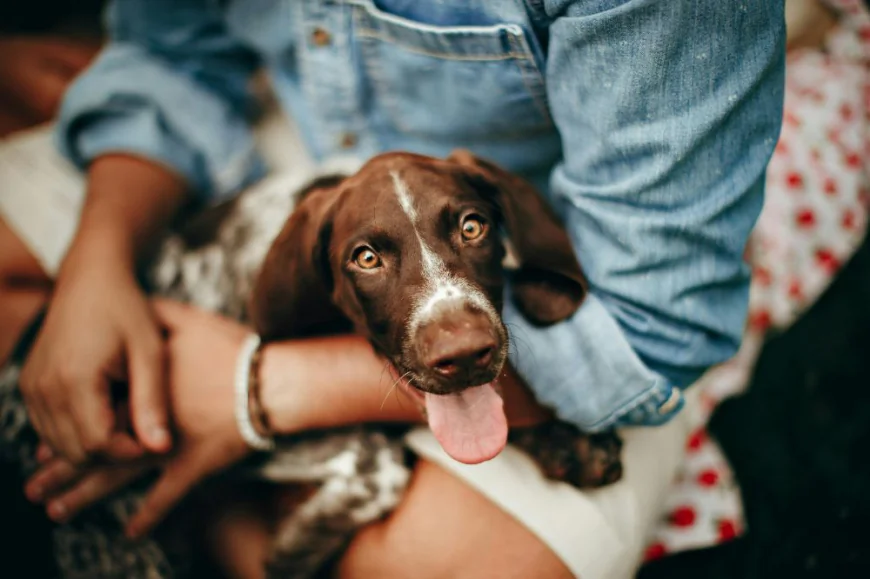 Cost Factors to Consider at 24 hour veterinary clinic dubai