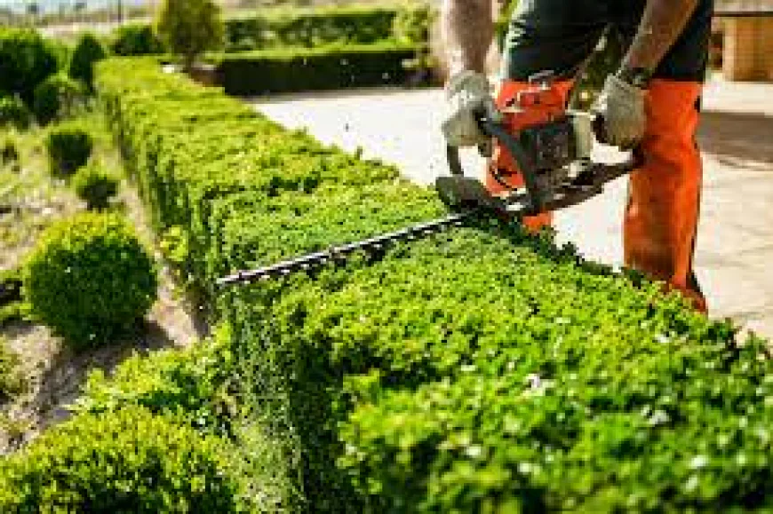 Tree Trimming Services Palmerston | Visto Cleaning Pro