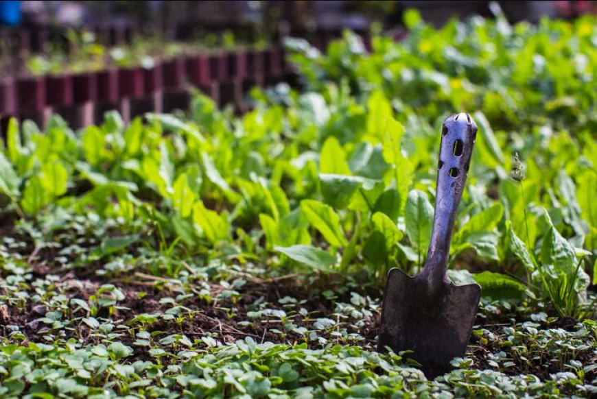 Why Pennsylvanians Are Choosing Family-Owned Plant Nurseries Over Big Box Stores