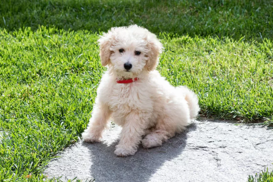 Cute Toy Poodle Puppy Available in Dubai – Perfect Apartment Pets