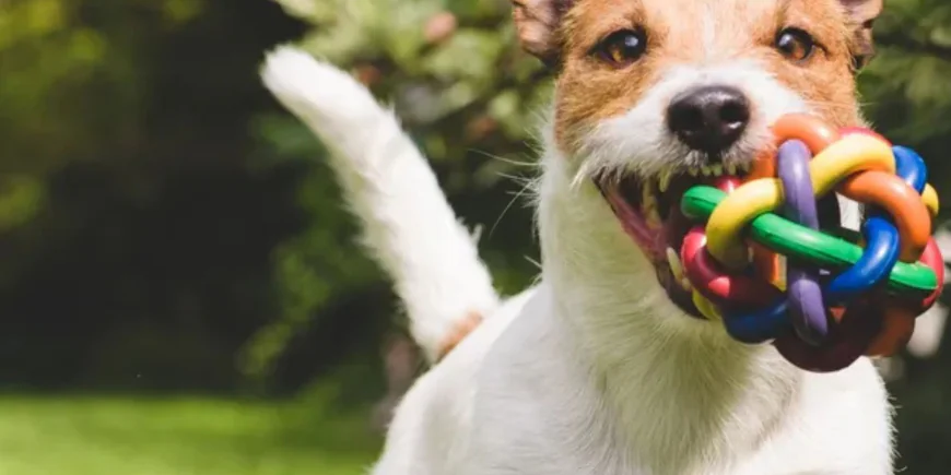 Ways That Dog Daycares In Hoboken Can Improve Your Pet’s Leash Manners