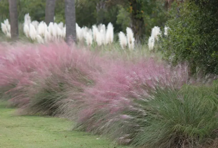 Common Lawn Pests in Charleston and How to Manage Them Naturally