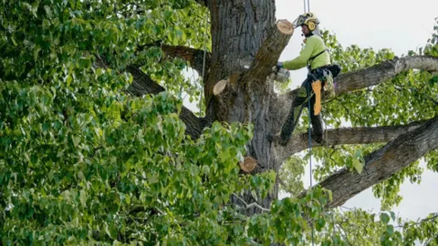 Dead Tree Removal in Honolulu for Overgrown and Dangerous Trees
