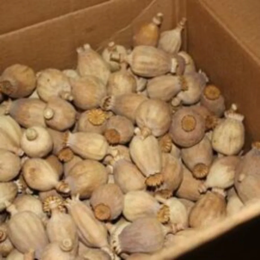 All About Poppy Pods: A Comprehensive Guide