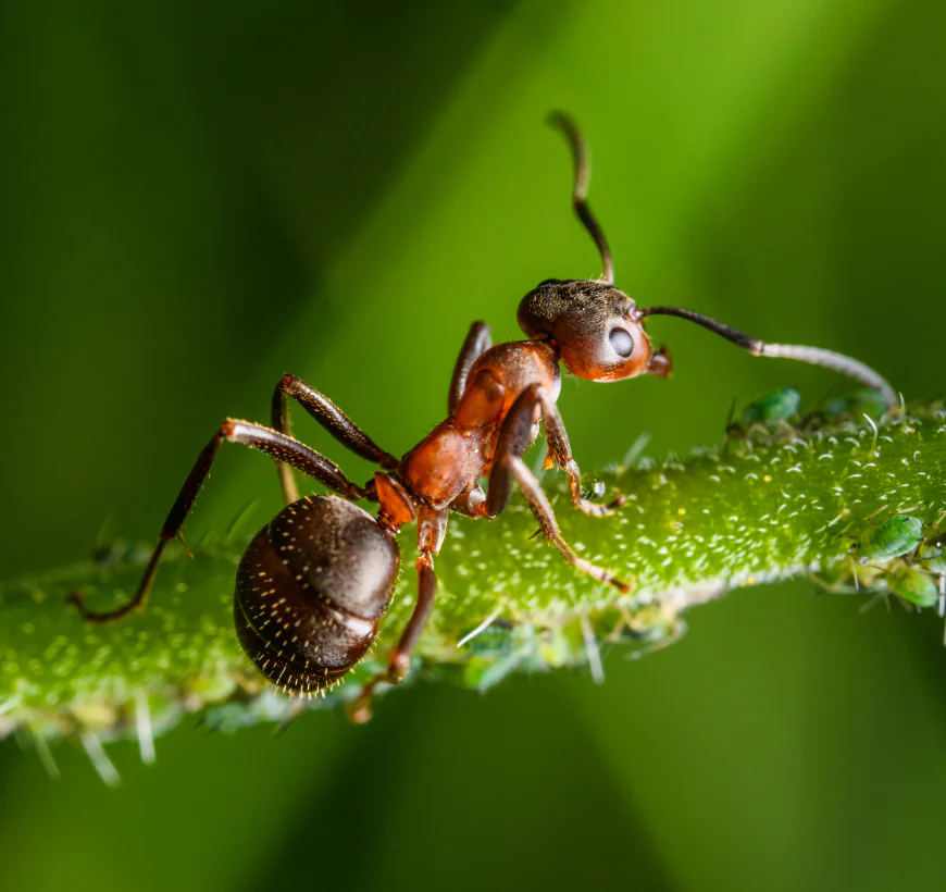 Maintaining Clean and Pest-Free Spaces
