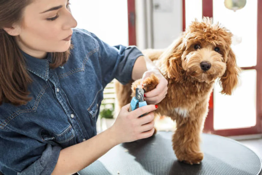 Improving Efficiency with Dog Grooming Clippers Professional