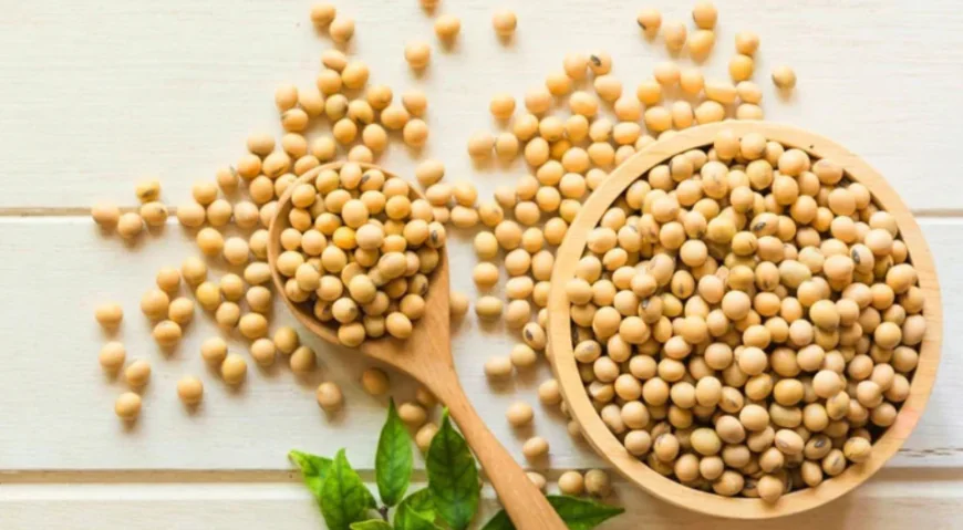 Top Soyabeans Dealers in India for Bulk Supply