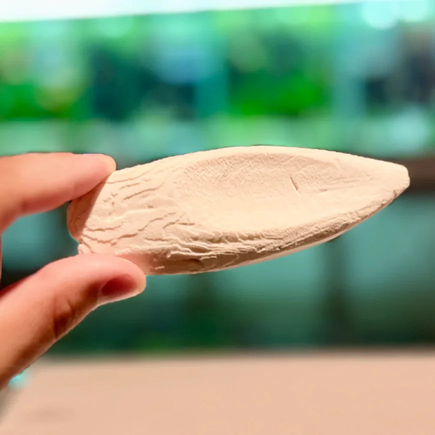 Struggling with Weak Snail Shells? Try This Simple Calcium Solution