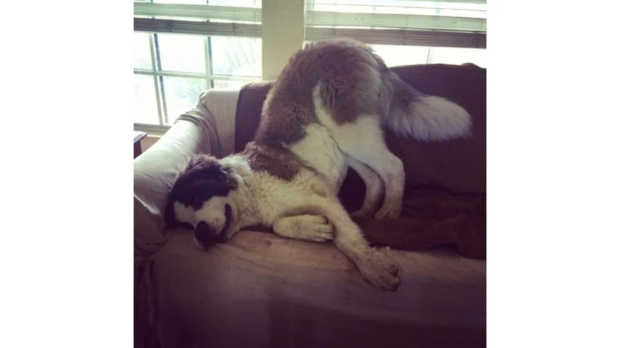 How to Choose the Right Dog Boarding Service for Comfort and Care
