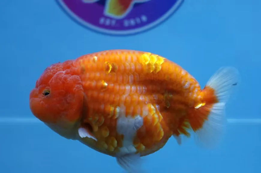 Premium Goldfish Delivered: A Trusted Way to Buy Goldfish Online at ChuChuGoldfish