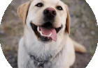 Puppy Obedience Classes Near Me: The Complete Guide to Better Dog Training
