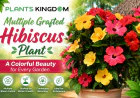 Multiple Grafted Hibiscus Plant – A Colorful Beauty for Every Garden