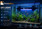 How to Create a Balanced Aquarium Ecosystem at Home