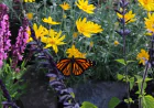 Milkweed Plant Guide for San Leandro Monarch Gardens