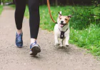 Professional Dog Care in West London: Dog Walking and Boarding Services