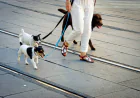 Understanding Dog Walking Prices and Dog Boarding Prices: A Guide for Pet Owners