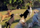 Day Dog Care: Why Doggy Day Care in London is Essential for Busy Pet Owners