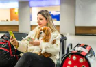 Professional Dog Boarding: Ensuring Your Pet’s Comfort and Safety