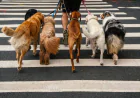 Best Dog Walking Services: Why Professional Dog Walking Makes a Difference