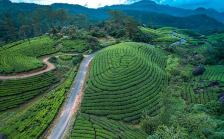 Munnar Honeymoon Tour Package from Kochi – Romantic Getaway Guide