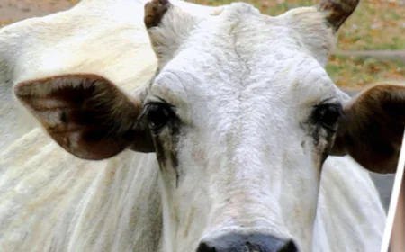 Gaushalas in Cities: Bridging Animal Welfare and Human Welfare