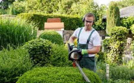Gardening Services in Canberra: Transform Your Outdoor Space with Expert Care