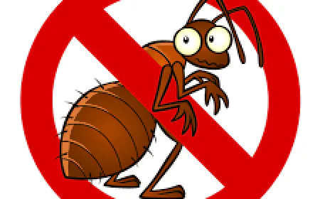 From Inspection to Elimination: How Termite Control Experts Safeguard Your Home Step by Step