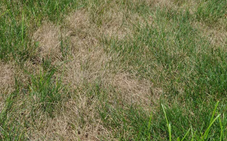 Precision Grub Control Service for Landscape Aesthetics