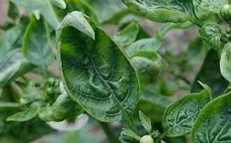 Which Chilli Seeds Give More Production