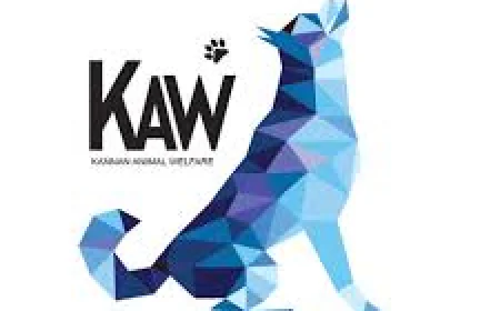 How Your Support and Donation Helps Save Animals Creates Real Change for Stray and Injured Animals