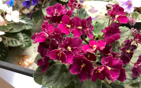 Light, Water, and Soil Guide for House Plant African violet seeds