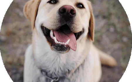 Puppy Obedience Classes Near Me: The Complete Guide to Better Dog Training