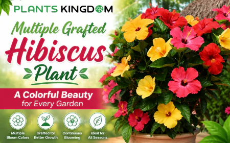 Multiple Grafted Hibiscus Plant – A Colorful Beauty for Every Garden