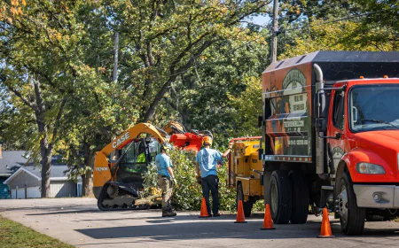 How an Arborist Can Save Your Trees After a Storm