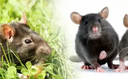 What Are the Most Effective Rat Control Services in Abbotsford?