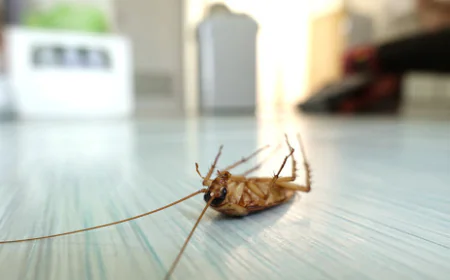 It Started With One. Then There Were Walls Full of Them. This Is How Every Infestation Actually Begins