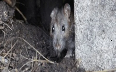 The Hidden Dangers of Rats: Why Professional Pest Control Protects Your Home