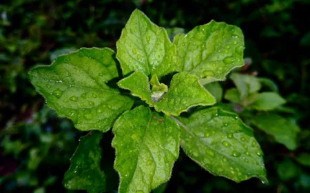 Ashwagandha Leaf Benefits for Wellness & Vitality