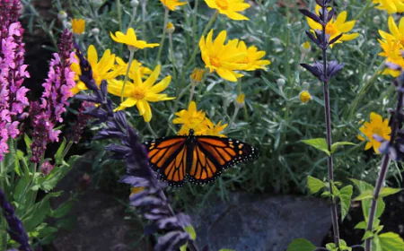 A San Leandro Monarch Butterfly Story: How Local Gardeners Are Helping Monarch Butterflies Survive