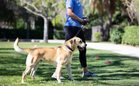 Why Off Leash Obedience Training Changes More Than Just Walks