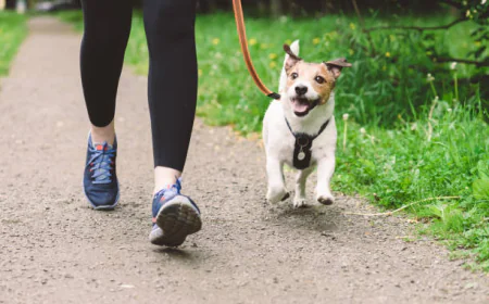 Professional Dog Care in West London: Dog Walking and Boarding Services