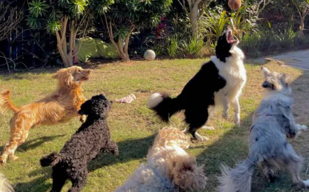 Day Dog Care: Why Doggy Day Care in London is Essential for Busy Pet Owners