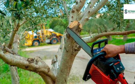 Reliable Tree Service in Acworth for Safe & Healthy Trees