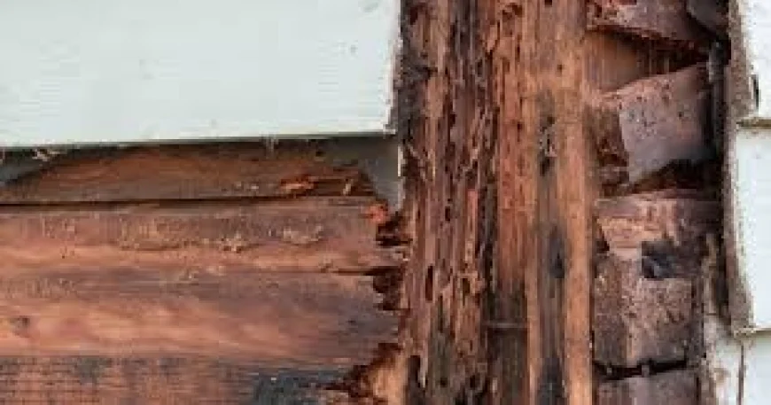 2026 Home Protection Trends: Why Broward County Residents Are Prioritizing Termite Inspections