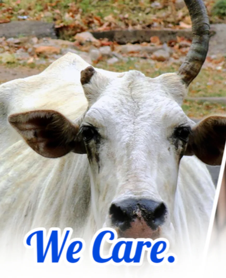 Gaushalas in Cities: Bridging Animal Welfare and Human Welfare