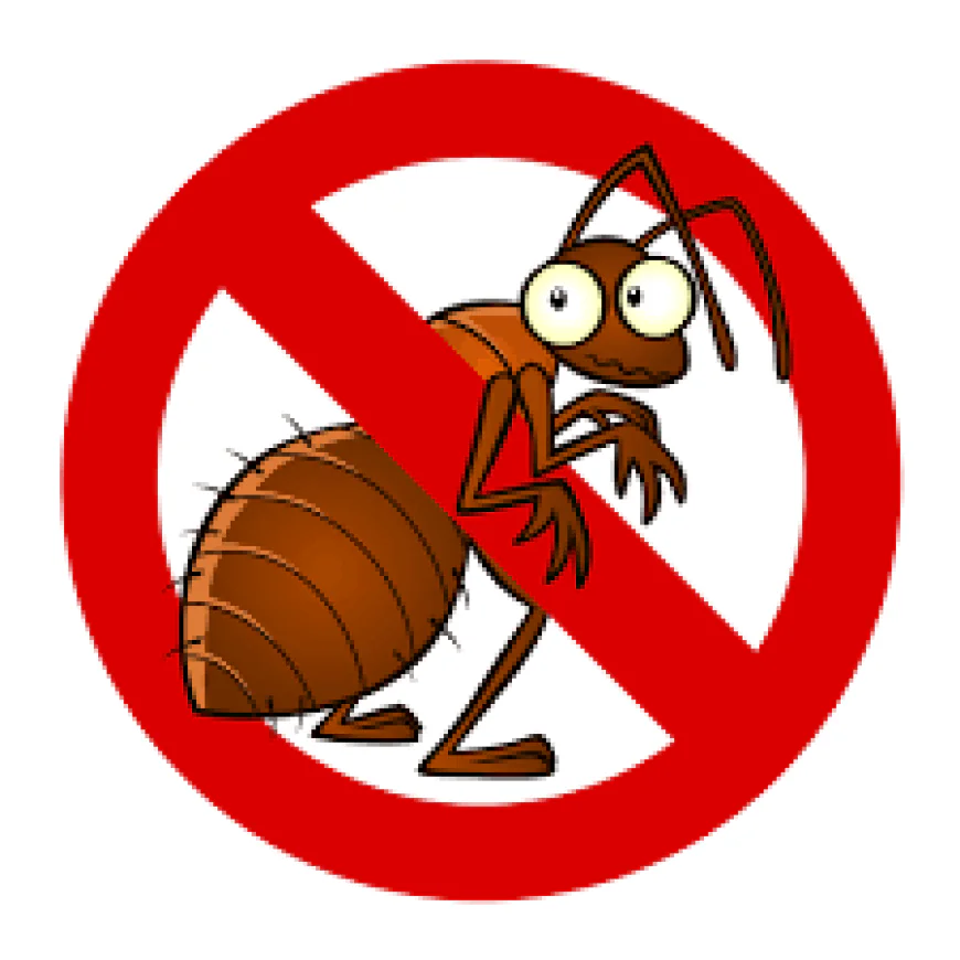 From Inspection to Elimination: How Termite Control Experts Safeguard Your Home Step by Step