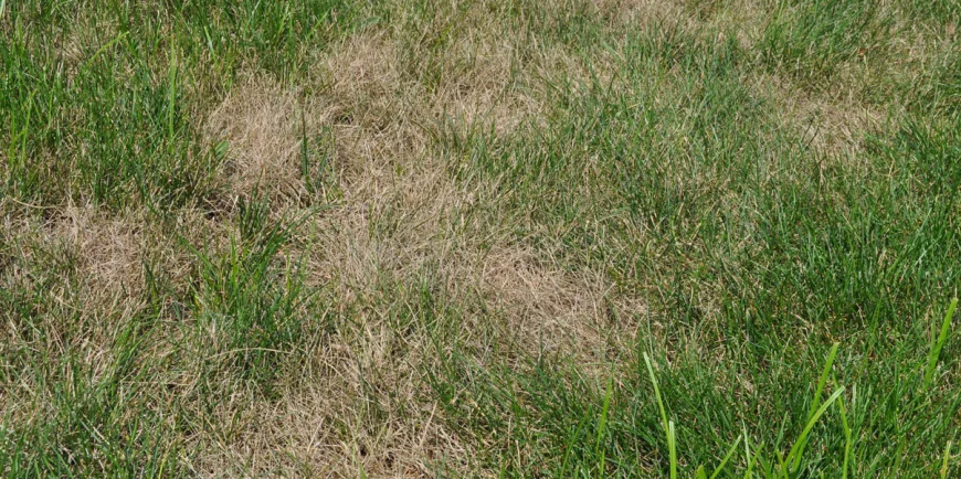 Precision Grub Control Service for Landscape Aesthetics