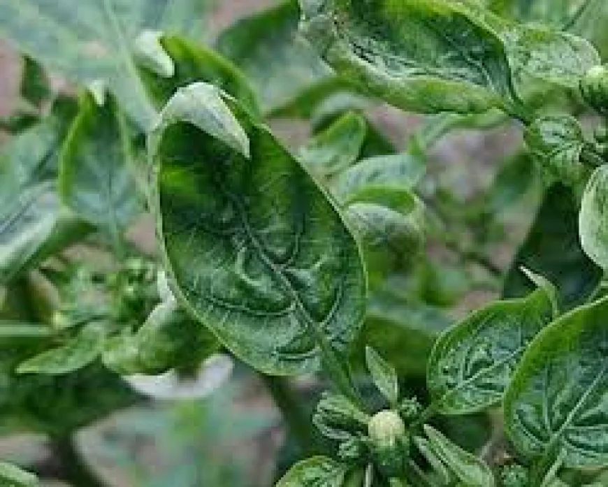 Which Chilli Seeds Give More Production